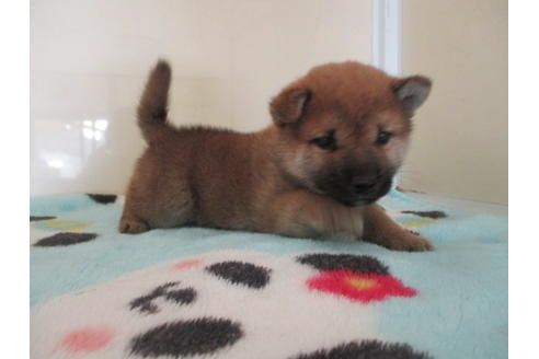 成約済の岡山県の柴犬-109338の3枚目